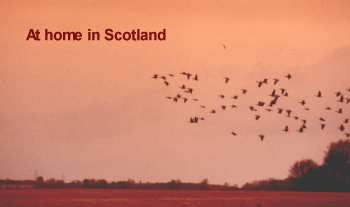 Wildfowling in Scotland - Pinkfooted geese at dawn